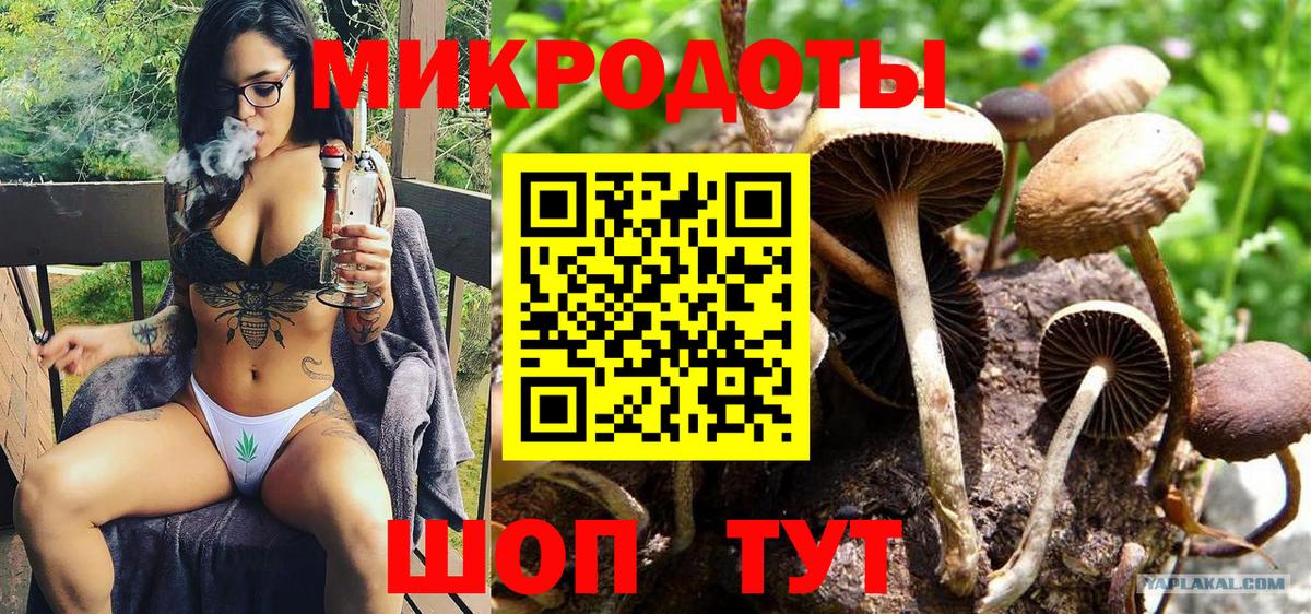 Пугачёв  Галлюциногенные грибы Psilocybe  Вход с VPN 